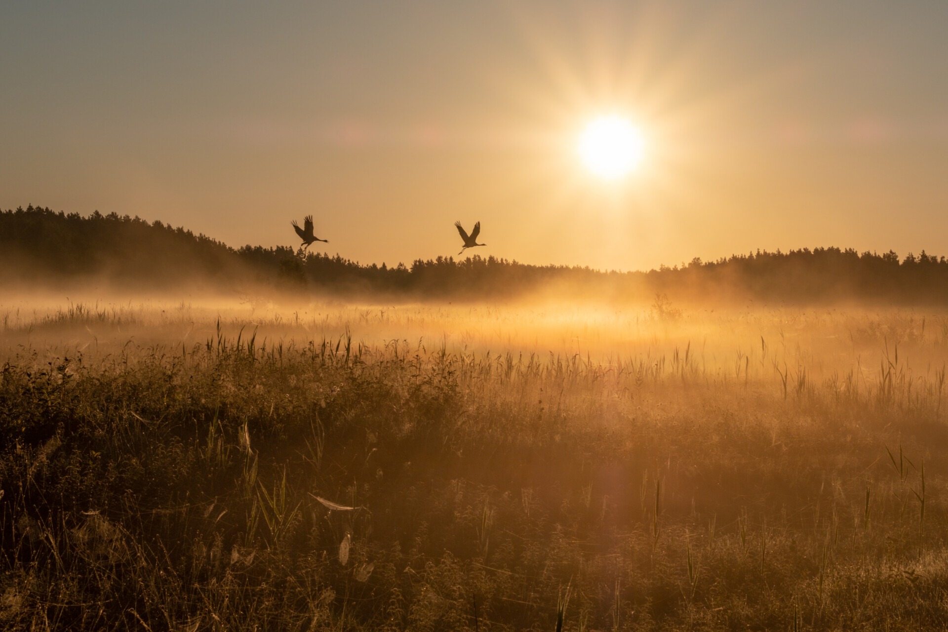 Visit Saaremaa - Linnud päikesetõusul - loodusfoto