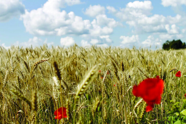 Visit Saaremaa - Moonid viljapõllul - loodusfoto