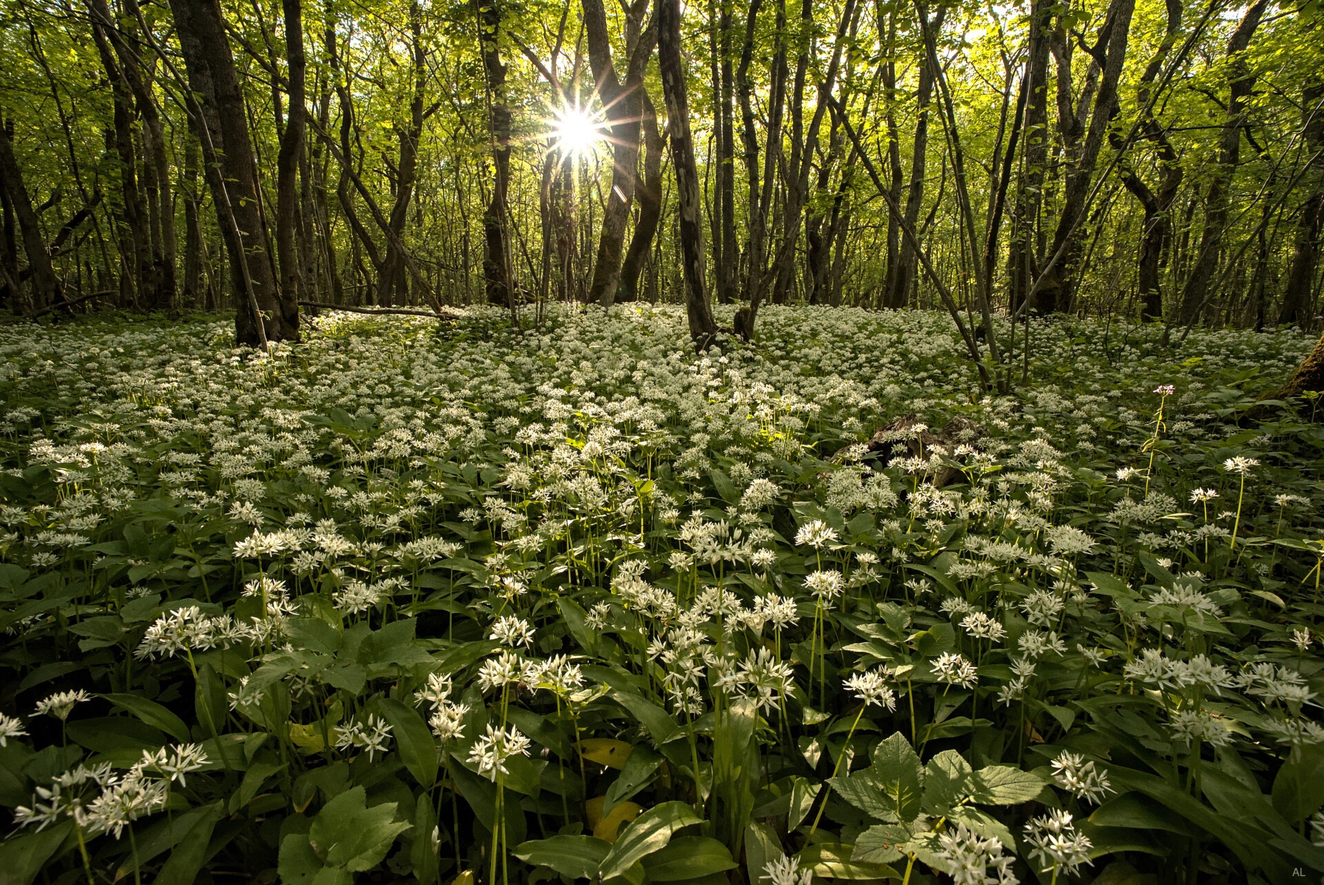 Visit Saaremaa - Karulaugu mets - loodusfoto