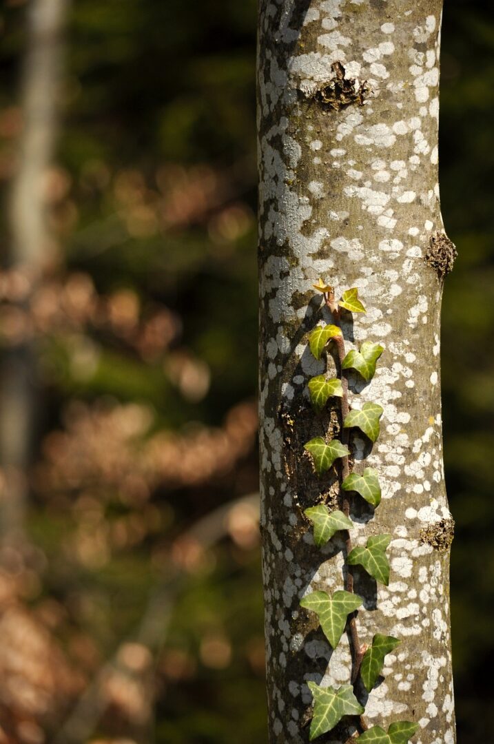 Visit Saaremaa - Common ivy climbing the tree - nature photo