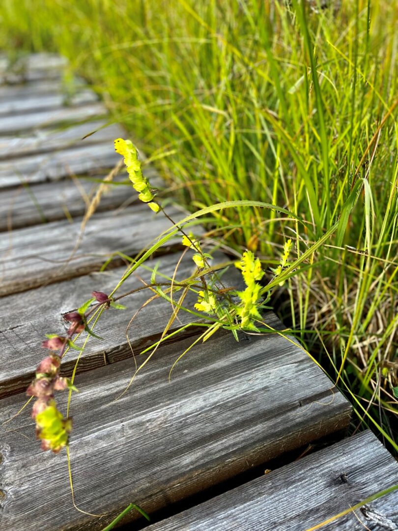 Visit Saaremaa - Saaremaa yellow rattle - nature photo