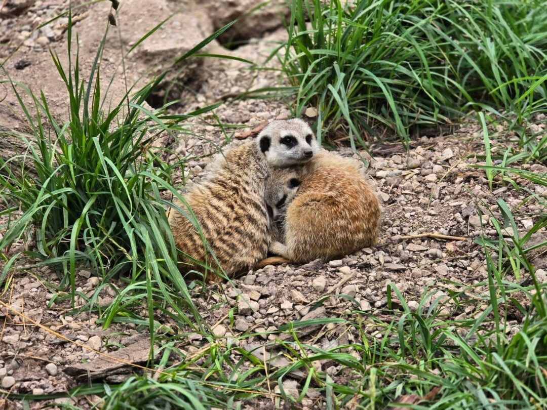 Visit Saaremaa - Saaremaa Zoo animals - animal photo