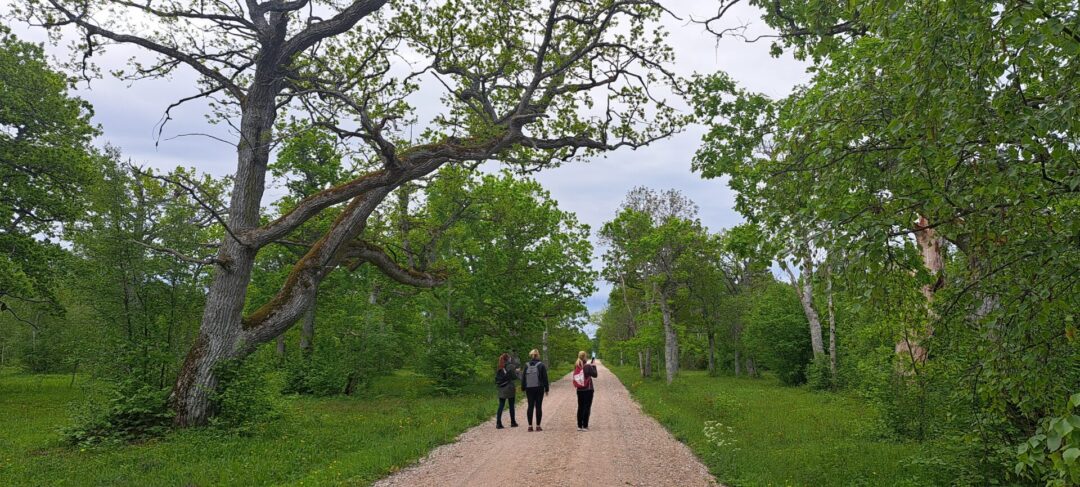 Visit Saaremaa - Loode Tammik - foto