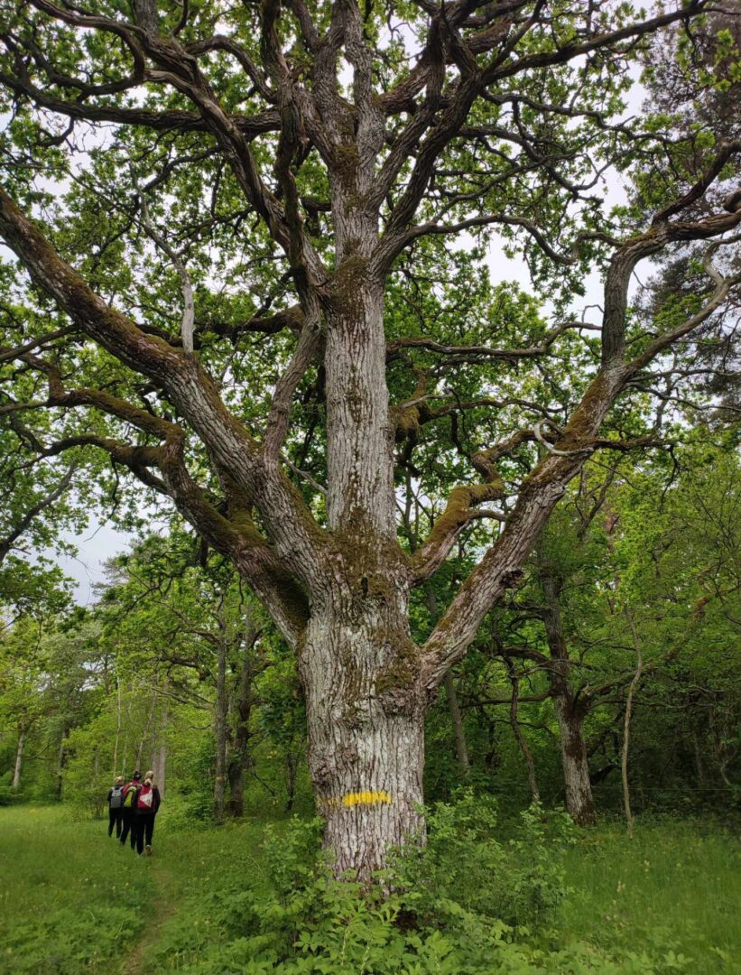 Visit Saaremaa - Puu kevadel - loodusfoto