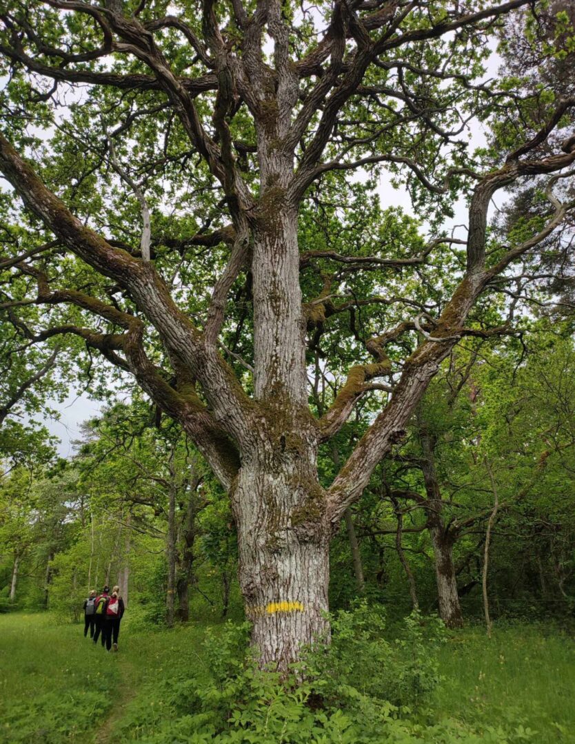 Visit Saaremaa - An old tree on the trail - photo