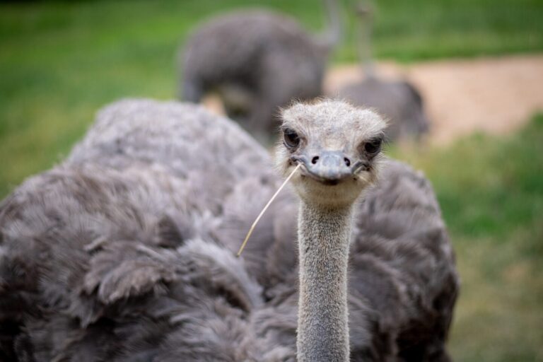 Visit Saaremaa - Jaanalind Muhu Jaanalinnufarmis - loomafoto