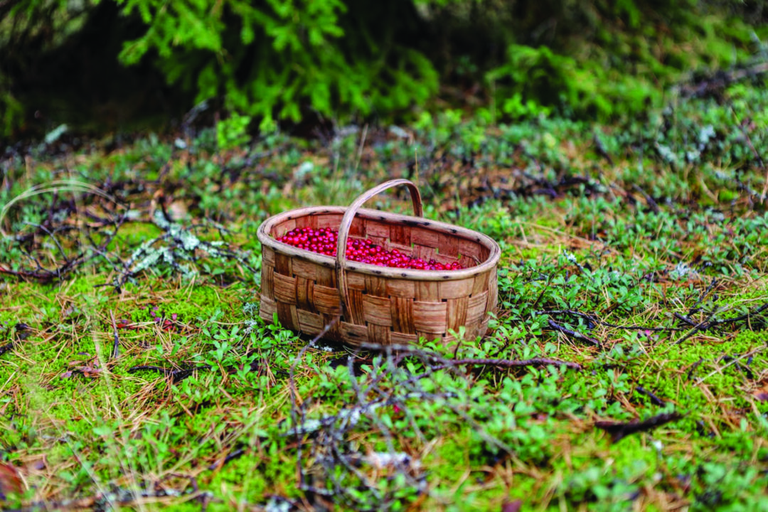 Visit Saaremaa - sügisannid - loodusfoto